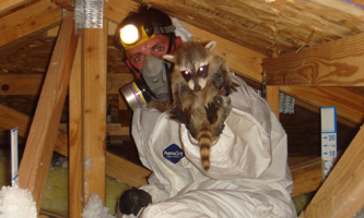 Suffolk County Wildlife Trapping and Critter Removal - Raccoon, Squirrel  Control in Long Island, New York